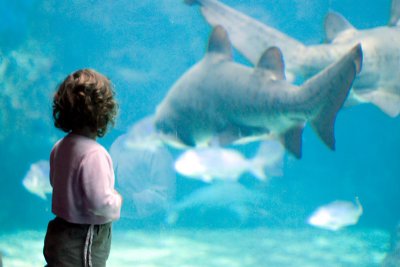 Angelica at Crete Aquarium