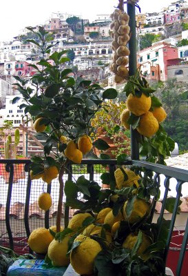 Lemons in Possitano.jpg