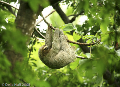 Three-toed Sloth