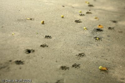 Monkey Footprints on the Beach, Manuel Antonio National Park