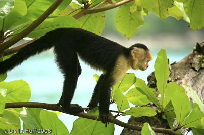 White Faced Capuchin Monkey, Manuel Antonio National Park, Costa Rica