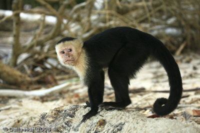 White Faced Capuchin Monkey, Manuel Antonio National Park, Costa Rica