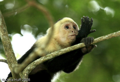 White Faced Capuchin Monkey, Manuel Antonio National Park, Costa Rica