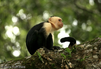 White Faced Capuchin Monkey, Manuel Antonio National Park, Costa Rica