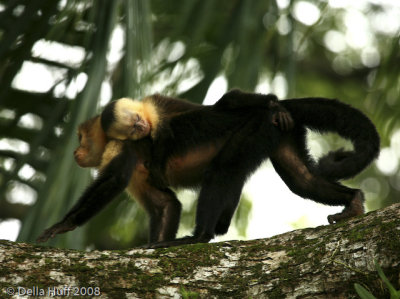 White Faced Capuchin Monkeys, Manuel Antonio National Park, Costa Rica