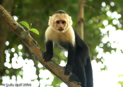 White Faced Capuchin Monkey, Manuel Antonio National Park, Costa Rica