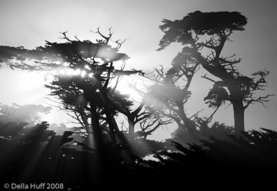 Magic Light and Monterey Cypresses, Pebble Beach - B&W