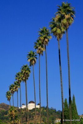 Griffith Observatory Framed by Palm Trees