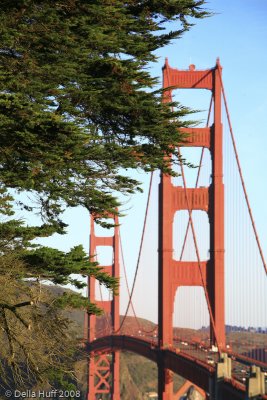 Golden Gate and Cypresses