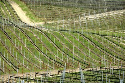 Vineyards in Spring, Santa Rita Hills