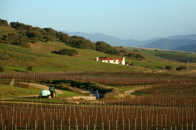 Vineyards in Spring, Santa Rita Hills