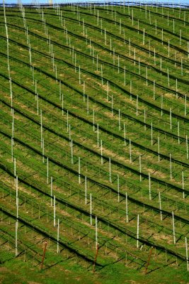 Vineyards in Spring, Santa Rita Hills