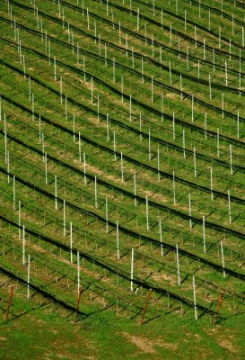 Vineyards in Spring, Santa Rita Hills