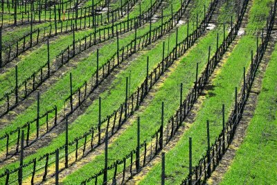 Vineyards in Spring, Santa Barbara Wine Country