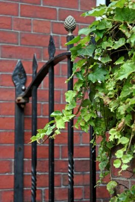 5 - Beacon Hill Details (gate and ivy)