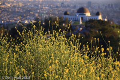 Griffith Observatory and Spring Wildflowers