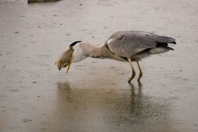 IMG_4052.jpg