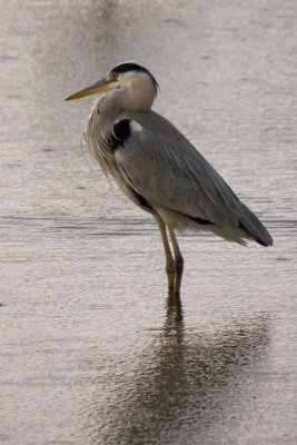 IMG_4065.jpg