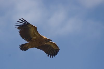 IMG_4185.jpg
