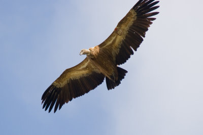 IMG_4190.jpg