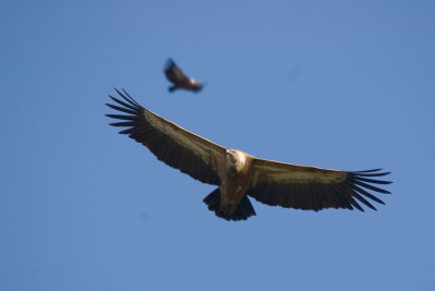 IMG_4234.jpg