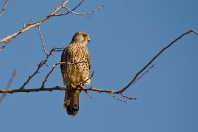 IMG_4318.jpg
