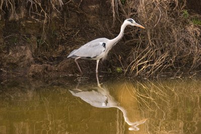 IMG_4342.jpg