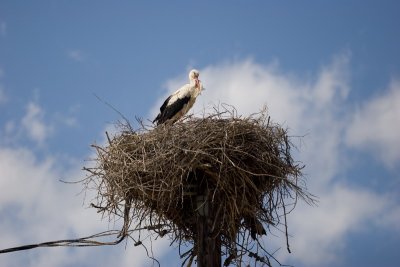 IMG_6829.jpg