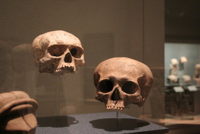 skulls