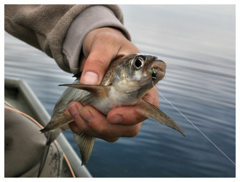 The Mighty Lake Whitefish