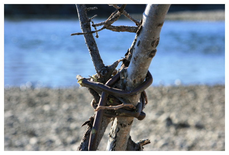 Willow Detail