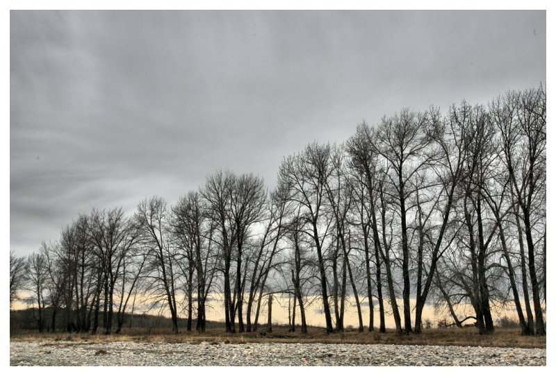 April Cottonwoods