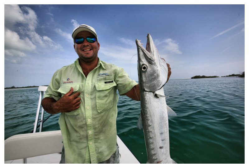 Barracuda