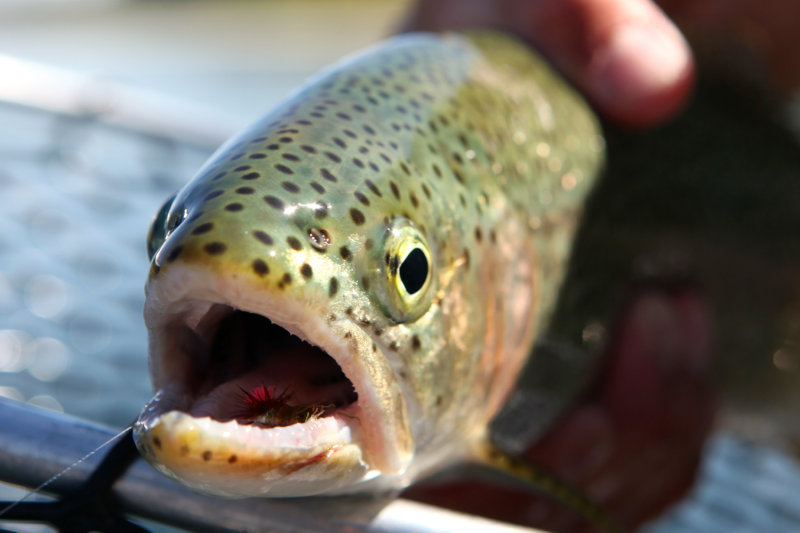 Caddis Victim