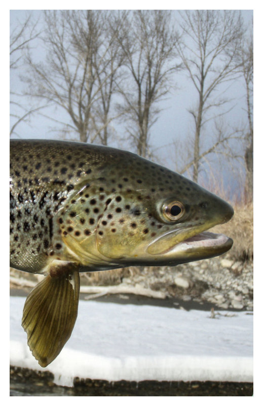 March Brown 2
