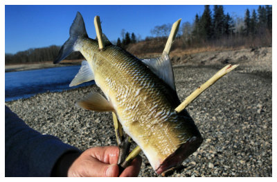 Whitefish on a Stick