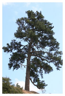 Iconic Tree