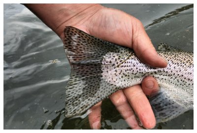'Bow Tail detail