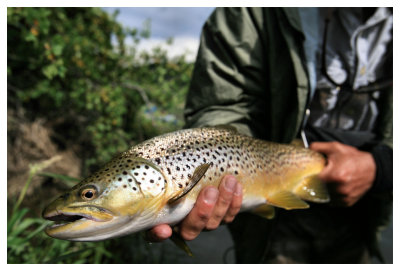 Purdy Fish