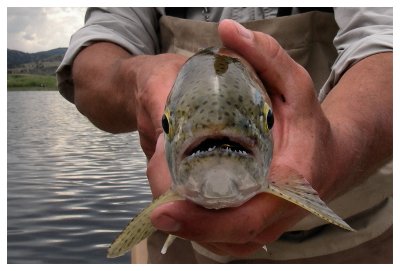 Ol' Hook Tooth