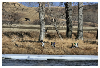 March Mallards