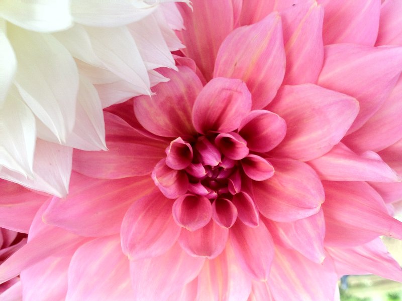 Dahlias