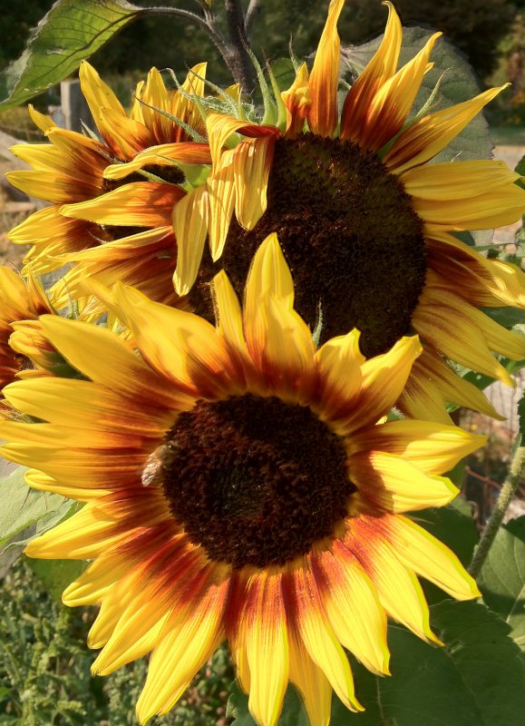 sunflowers