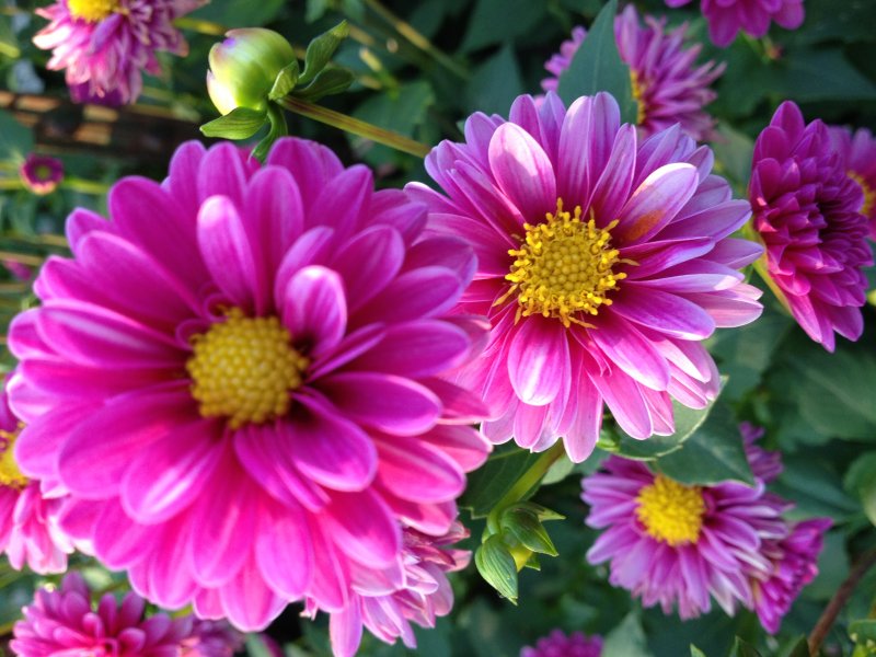 Pink Dahlias