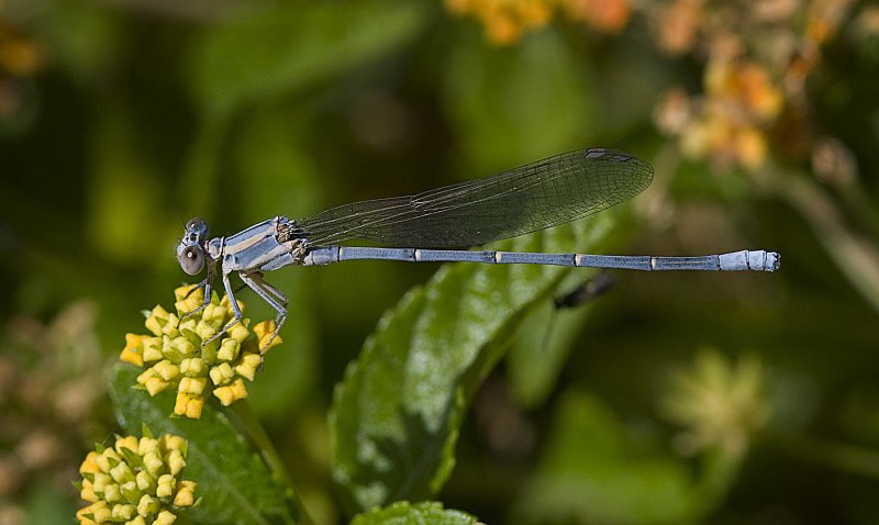 Blue Damselfly