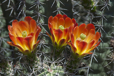 Hedgehog Cactus Flowers