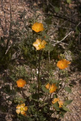 Orange Mallow