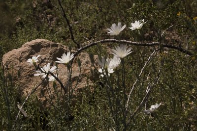 Organ Pipe Cactus National Monument