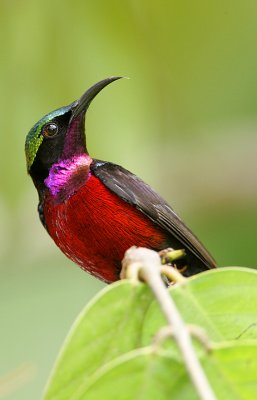 Purple Throated Sunbird