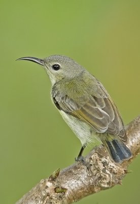 Female